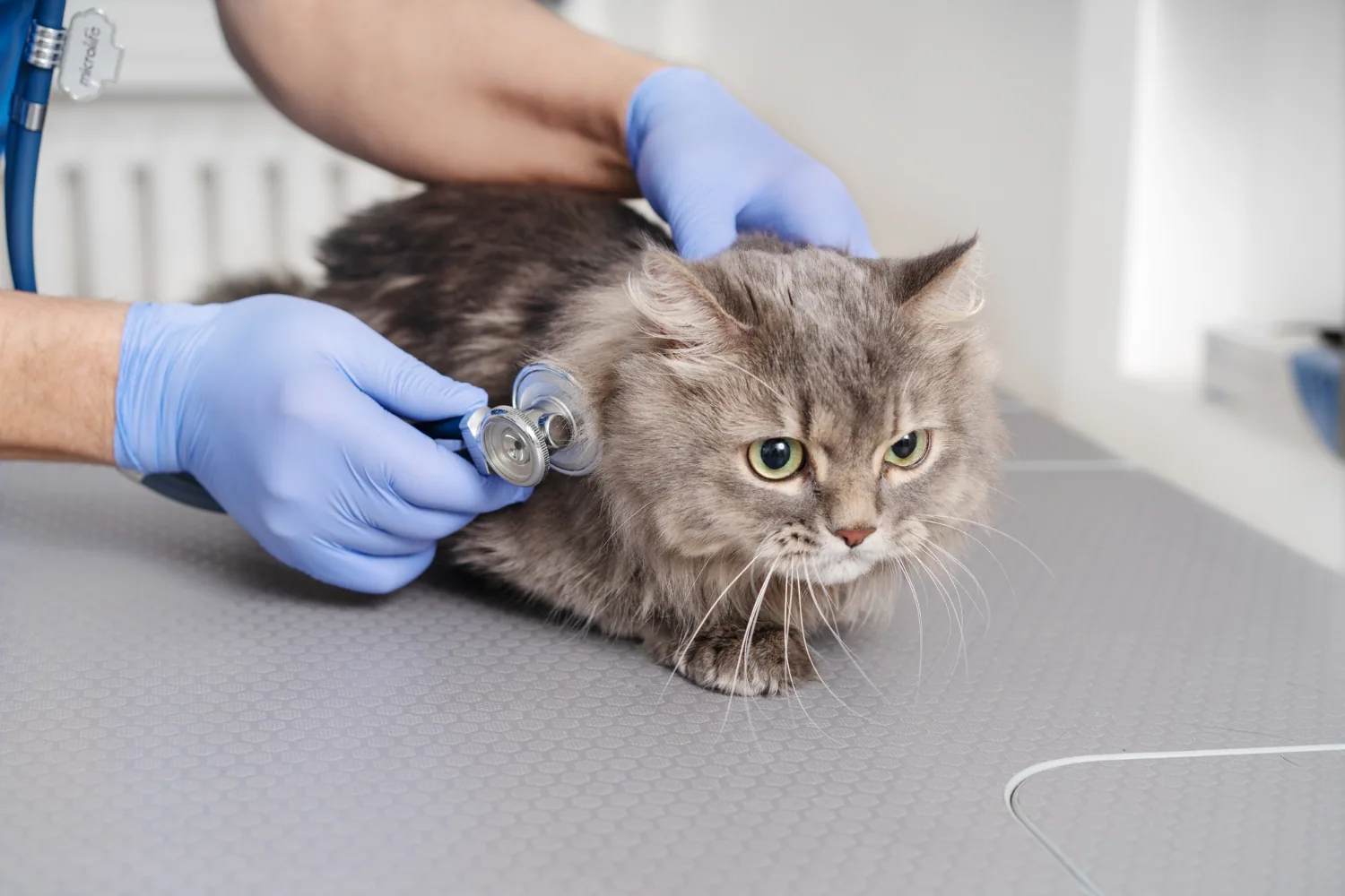 Argos Veteriner Kliniği sağlık hizmetleri — Çekmeköy