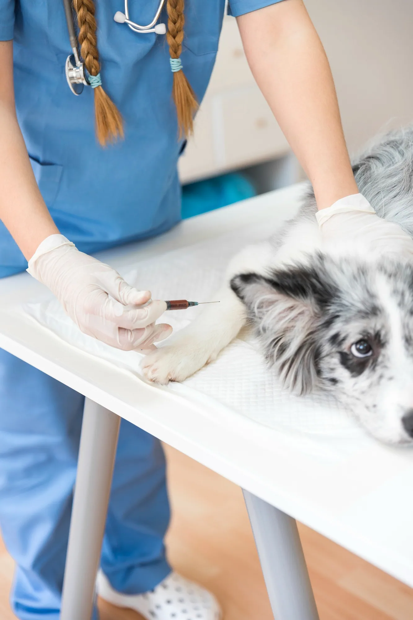 Argos Veteriner Kliniği — Çekmeköy klinik hizmetleri