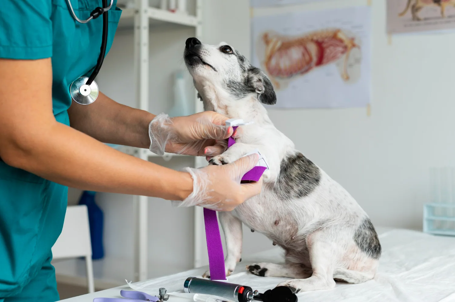 Kedinizde Bu 12 Belirti Varsa Hemen Veterinere Gidin — Acil Triyaj Rehberi
