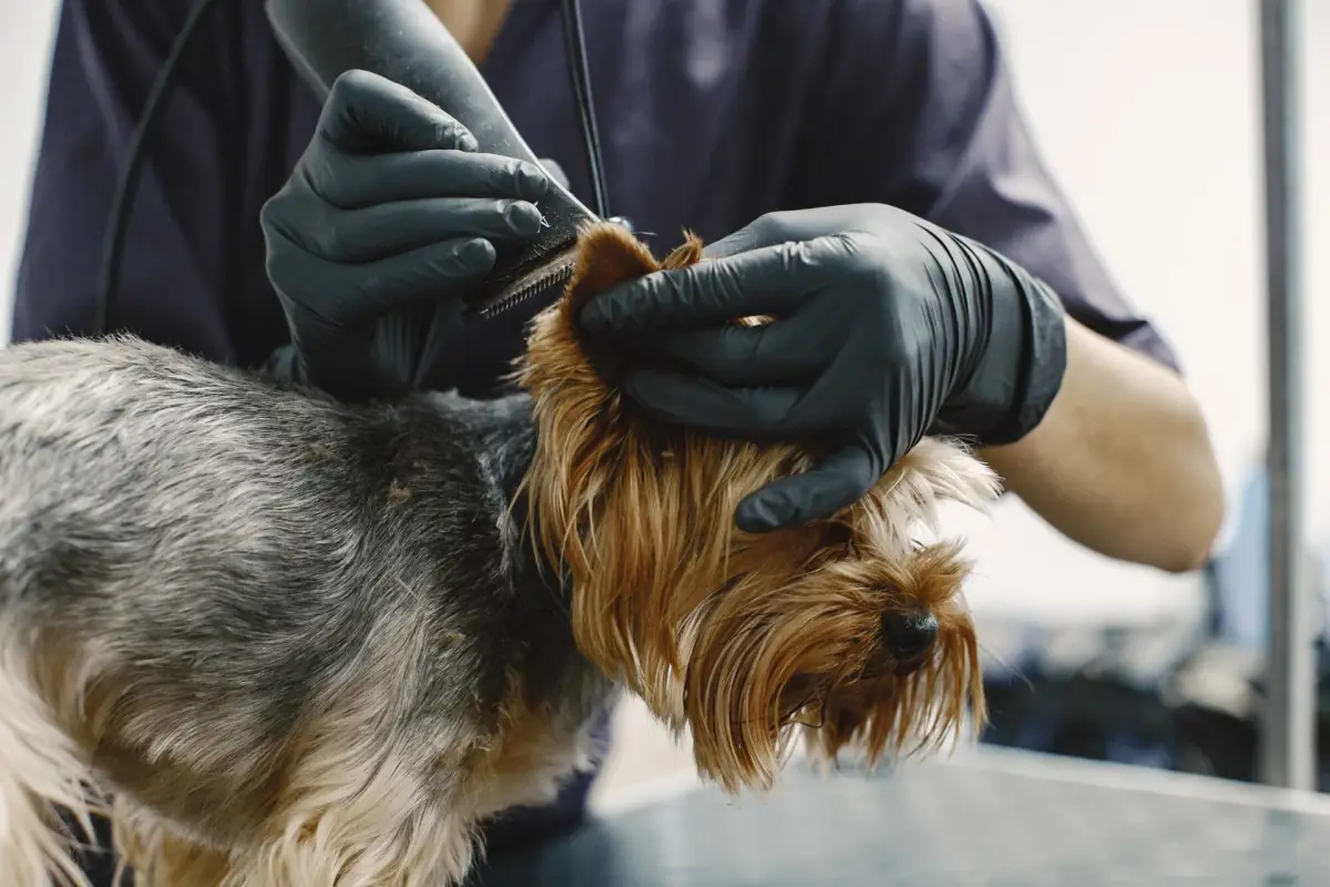 Kedi kulak hastalığı tanı — sitoloji ve PCR — Argos Veteriner Kliniği