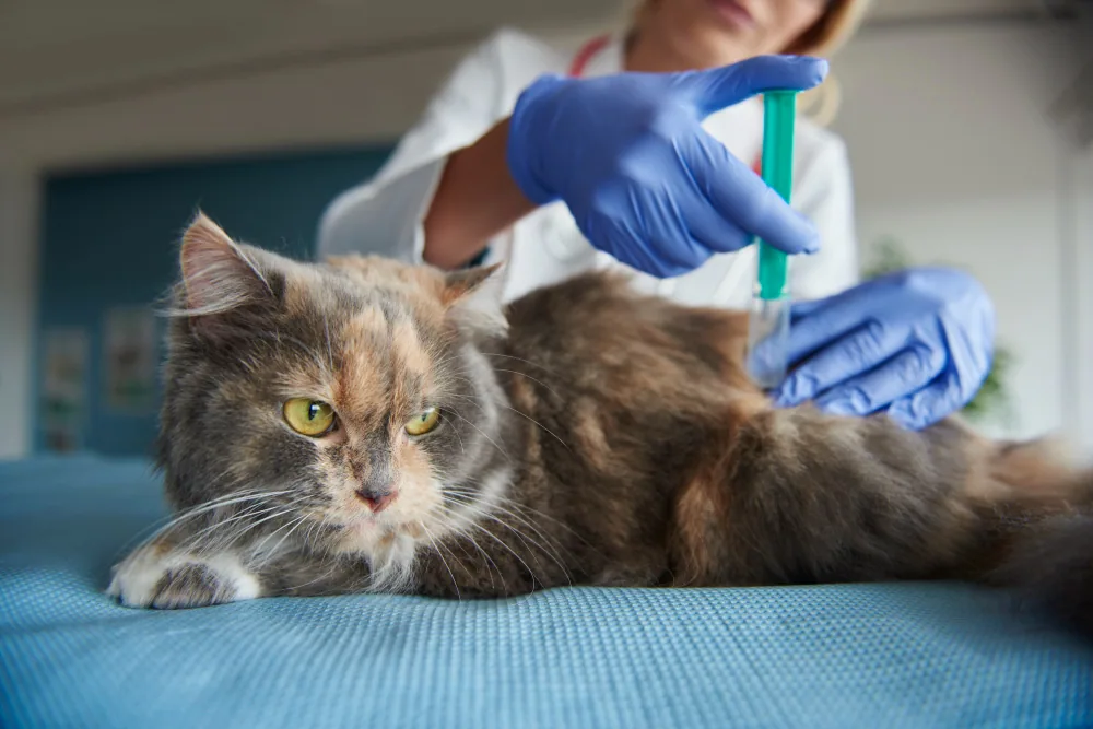 Kedi & Köpek Aşısı