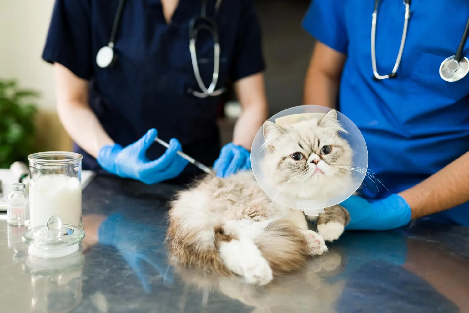 Check-Up