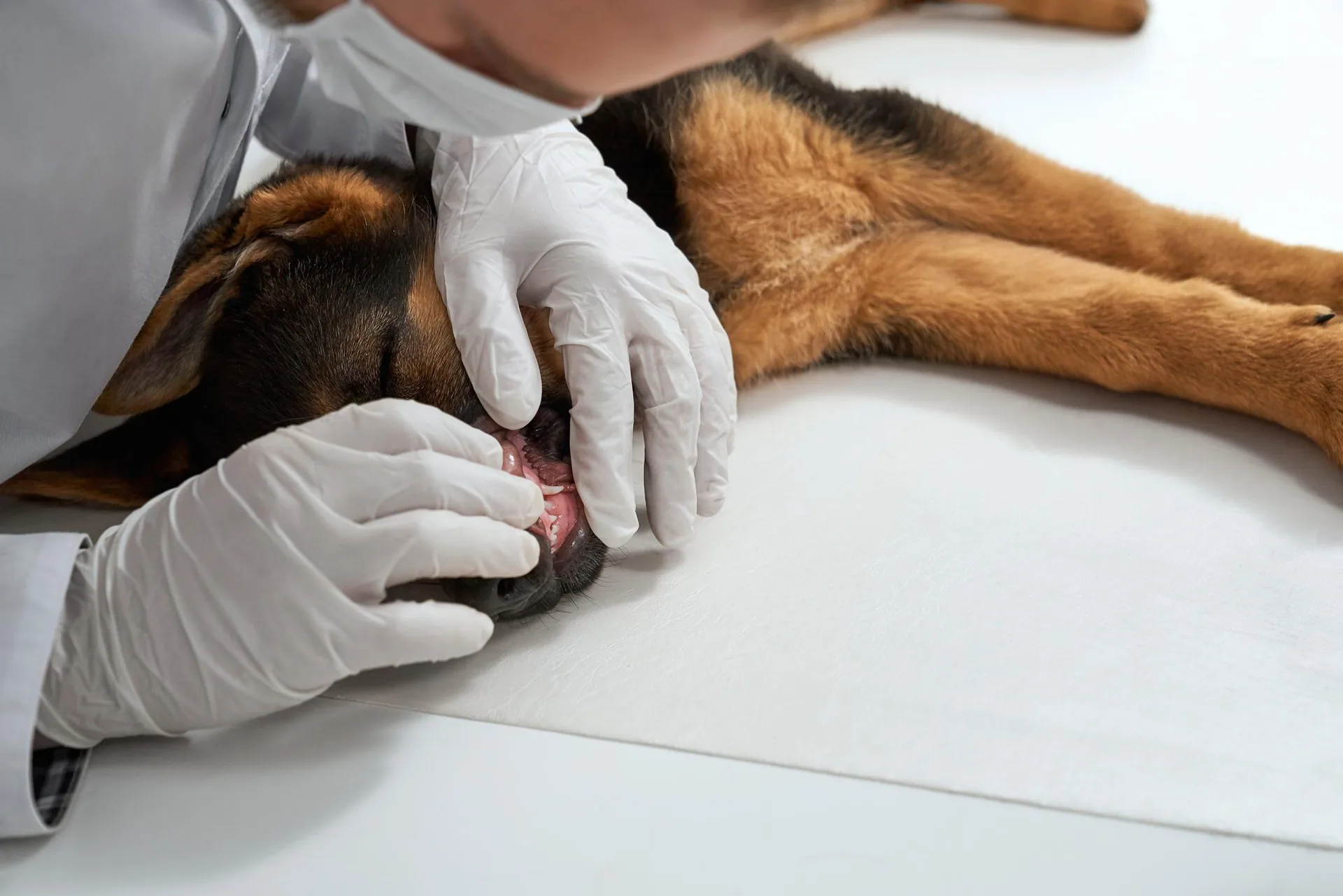 Argos Veteriner Kliniği ameliyathanesi — tam donanımlı cerrahi merkezi