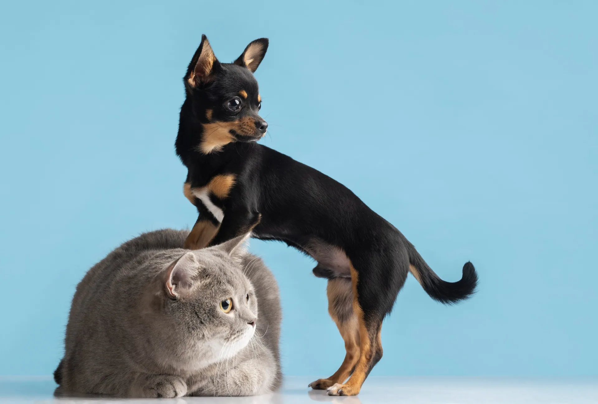Senior pet bakım — Argos AAHA 2023 rehberi doğrultusunda kapsamlı değerlendirme