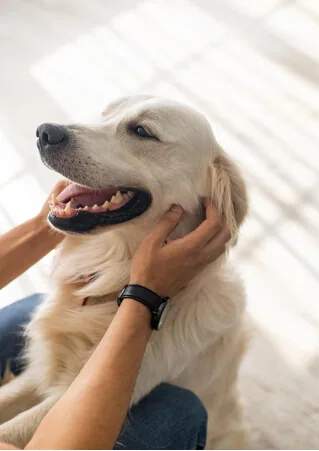 Çekmeköy Argos Veteriner Kliniği'nde sahibiyle sağlıklı golden retriever